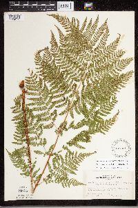Dryopteris expansa image