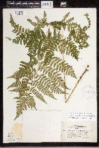 Dryopteris expansa image