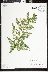 Image Associated With the Occurrence