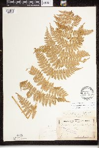Dryopteris carthusiana image
