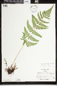 Dryopteris x triploidea image
