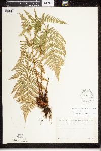 Dryopteris x triploidea image