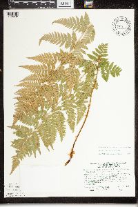 Dryopteris x triploidea image