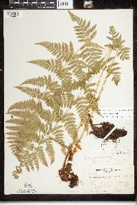 Dryopteris x triploidea image