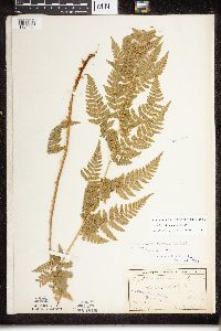 Dryopteris x triploidea image