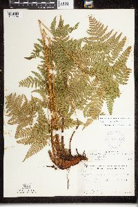 Dryopteris x triploidea image