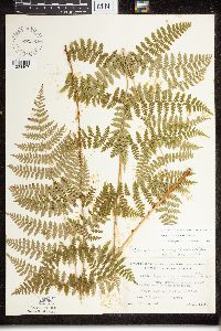 Dryopteris x triploidea image