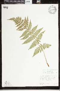 Dryopteris x triploidea image