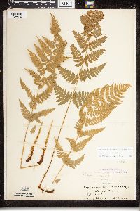Dryopteris x triploidea image