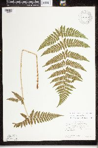 Dryopteris x triploidea image