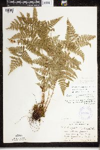 Dryopteris x triploidea image