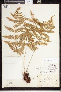 Dryopteris x triploidea image