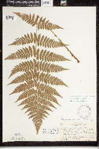 Dryopteris x triploidea image