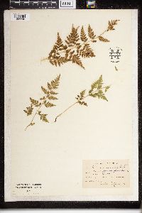 Dryopteris campyloptera image
