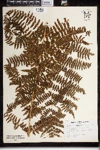 Dryopteris campyloptera image