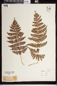Dryopteris campyloptera image
