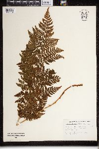 Dryopteris campyloptera image