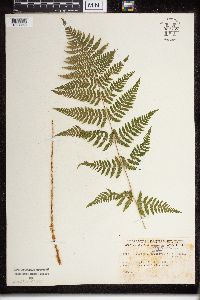 Dryopteris campyloptera image