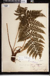 Dryopteris campyloptera image