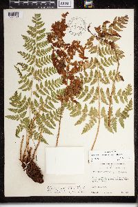 Dryopteris campyloptera image