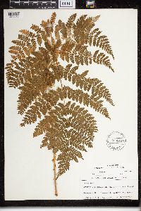 Dryopteris campyloptera image
