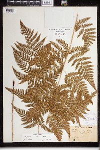 Dryopteris campyloptera image