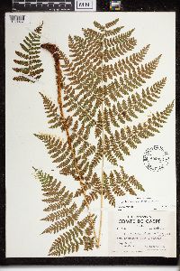 Dryopteris campyloptera image