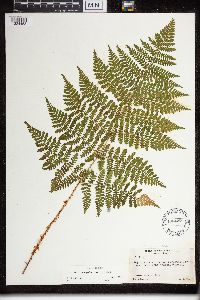 Dryopteris campyloptera image