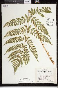 Dryopteris campyloptera image