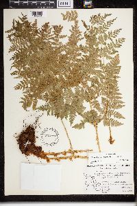 Dryopteris campyloptera image