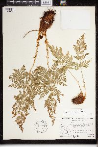 Dryopteris campyloptera image