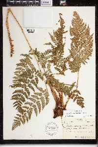 Dryopteris campyloptera image