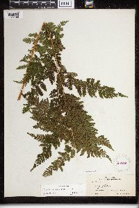 Dryopteris campyloptera image