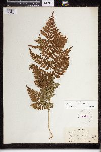 Dryopteris campyloptera image