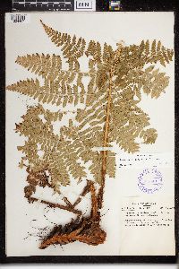 Dryopteris campyloptera image