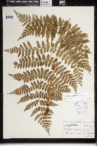 Dryopteris campyloptera image