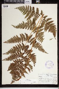 Dryopteris campyloptera image