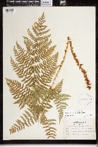 Dryopteris campyloptera image