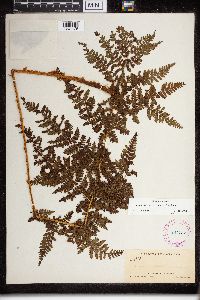 Dryopteris campyloptera image