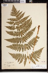 Dryopteris campyloptera image