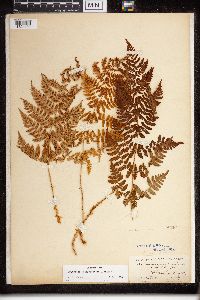 Dryopteris campyloptera image