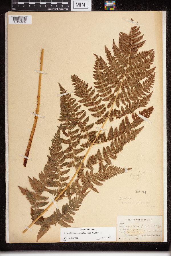 Dryopteris campyloptera image
