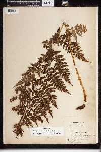 Dryopteris campyloptera image