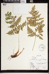 Dryopteris campyloptera image