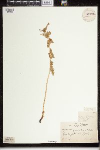 Dryopteris carthusiana image