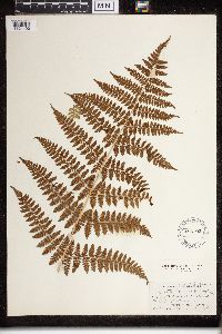Dryopteris carthusiana image