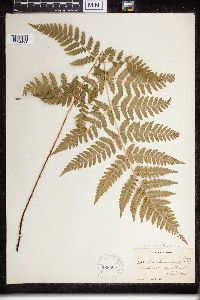 Dryopteris carthusiana image
