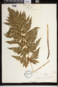 Dryopteris carthusiana image