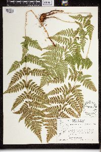 Dryopteris carthusiana image