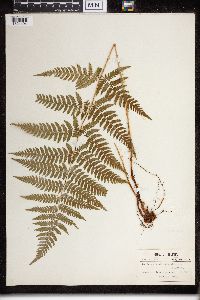 Dryopteris carthusiana image